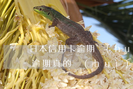 日本信用卡逾期會(huì)被告嗎(信用卡逾期真的會(huì)被起訴嗎)