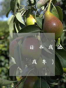 日本成法律法規(guī)(日本多少歲算成年)