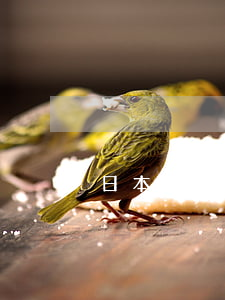 日本结婚年龄(日本结婚年龄为什么这么低)