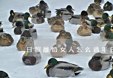 日照離婚女人怎么過年(日照離婚率)