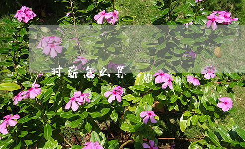 时薪怎么算