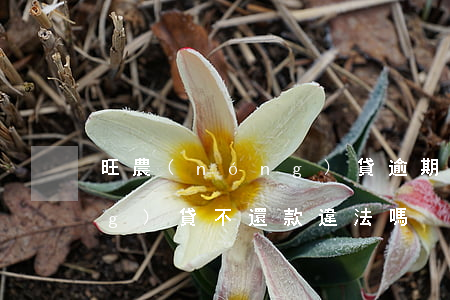 旺農(nóng)貸逾期起訴 旺農(nóng)貸不還款違法嗎