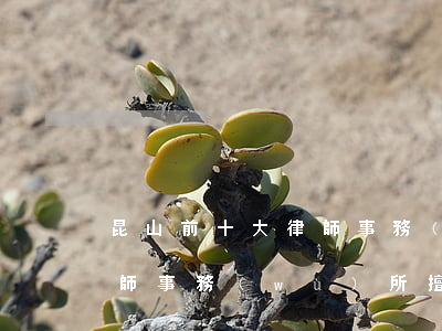 昆山前十大律師事務(wù)所(昆山哪家律師事務(wù)所擅長民事糾紛)