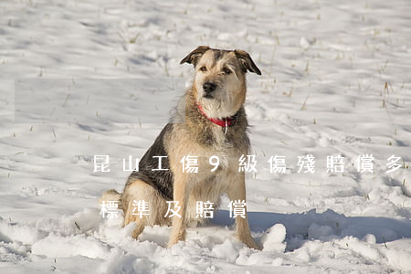 昆山工傷9級傷殘賠償多少錢(昆山傷殘鑒定標準及賠償)