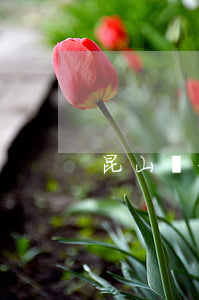 昆山許律師(昆山知名律師)