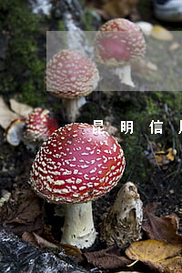 昆明信用卡逾期刑事律師