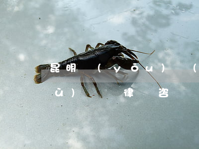 昆明優(yōu)質(zhì)的債務(wù)糾紛律師咨詢熱線-昆明債權(quán)債務(wù)有名的律師