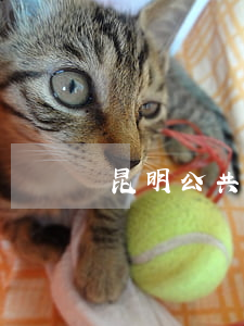 昆明公共法律服务平台(昆明市法律咨询中心)