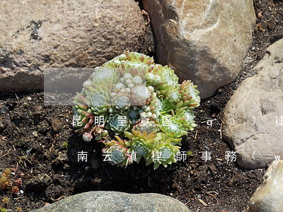 昆明呈貢區(qū)律師事務(wù)所(云南云滇律師事務(wù)所)
