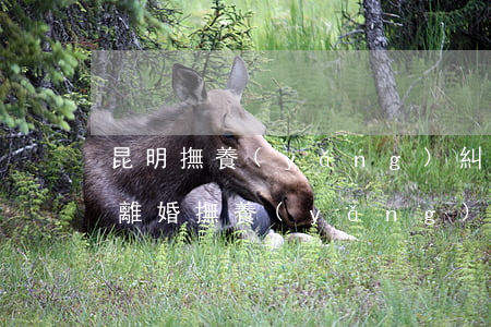 昆明撫養(yǎng)糾紛律師多少錢(昆明離婚撫養(yǎng)費一般多少)