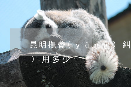 昆明撫養(yǎng)糾紛律師費(fèi)用多少
