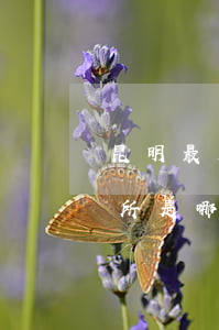 昆明最大的律師事務所(昆明最大的律師事務所是哪家)