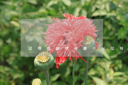 昆明贷款律师哪个好(昆明靠谱的律师事务所)