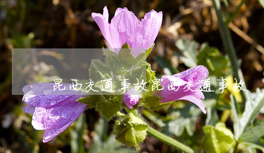昆西交通事故(昆西交通事故)