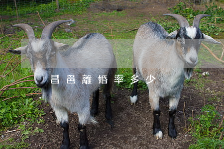 昌邑離婚率多少