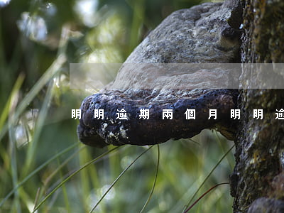 明明逾期兩個月(明明逾期兩個月)