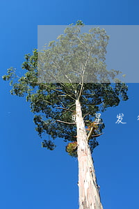 明星发律师声明有用吗(明星的律师)