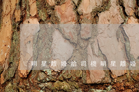 明星離婚給司機(明星離婚給司機)