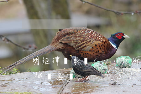 明炬律師事務(wù)所怎么樣(明炬律師所律師名單)