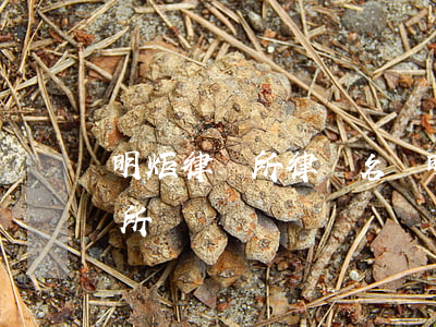 明炬律師所律師名單(明梓律師事務(wù)所)