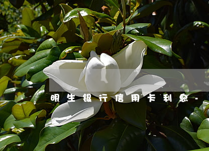 明生银行信用卡利息-明生银行利息多少