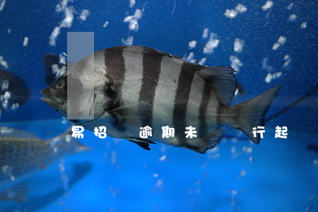 易招貸逾期未還銀行起訴