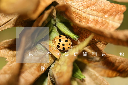 易貸金融短信逾期（易貸短信說我貸款逾期要錄像）