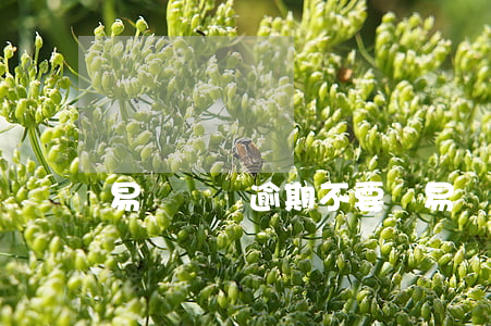 易車無憂逾期不要車(易車無憂逾期不要車)