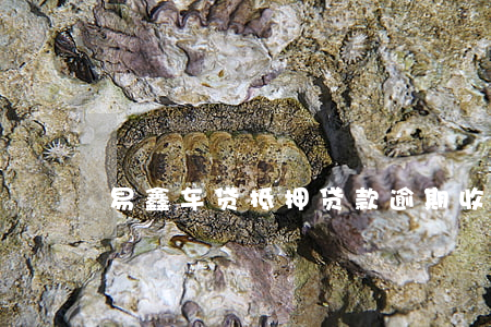 易鑫车贷抵押贷款逾期收车