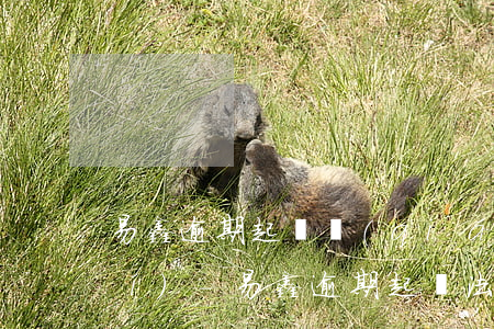 易鑫逾期起訴強(qiáng)制執(zhí)-易鑫逾期起訴法院怎樣判
