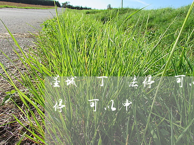 星城園丁違法停車可以申訴嗎(星城園丁違法停車可以申訴嗎)