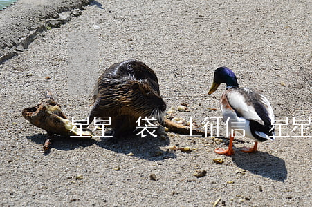 星星錢袋會上征信嗎（星星錢袋征信有逾期）