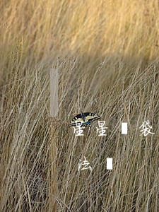 星星錢袋欠4500會被起訴嗎(星星錢袋合法嗎)