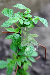 星星錢貸逾期上征信嗎(星星錢貸逾期上征信嗎)