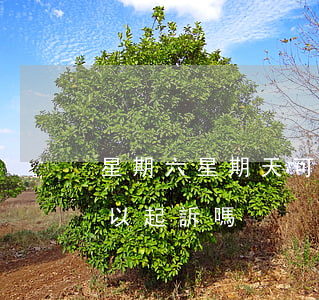 星期六星期天可以訴訟馬嗎(星期六星期天可以起訴嗎)