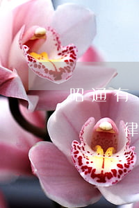 昭通有沒有債權(quán)債務(wù)糾紛律師案例-昭通法律咨詢