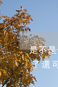 是不是信用卡逾期就不能買車了（信用卡逾期了還可以首付購車嗎）