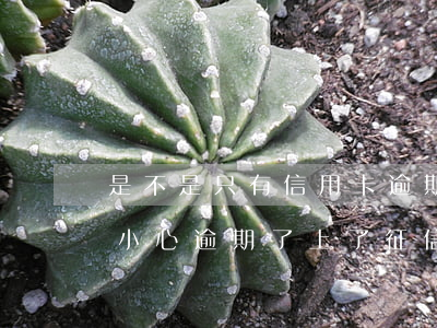 是不是只有信用卡逾期才會上征信（信用卡不小心逾期了上了征信）