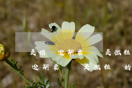 是借唄逾期要緊還是微粒貸的要緊-是借唄逾期要緊還是微粒貸的要緊呢