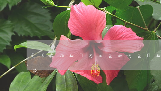 是否欠拍拍貸 怎么查(如何查詢拍拍貸有無借款)