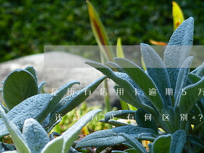 是所有信用卡逾期5万以上还是单独逾期？还款方式有何区别？