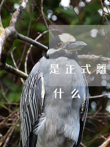 是正式離婚了嗎(剛結(jié)婚就離婚叫什么)