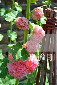 是逾期幾次算征信不良（是逾期幾次）