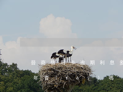 晉商信用卡逾期利息多少(晉商銀行信用卡有年費(fèi)嗎)