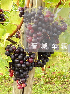 晋城车辆违章查询(晋城交通违章查询网)