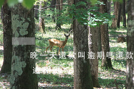 晚一天還款叫逾期嗎(還款當天晚上還款屬于逾期嗎)