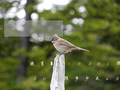 晚育產(chǎn)假多少天(晚育產(chǎn)假多少天2022)