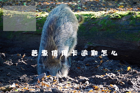 普惠信用卡逾期怎么辦