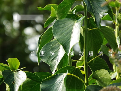 普惠快信催款短信（普惠快信逾期威脅短信）