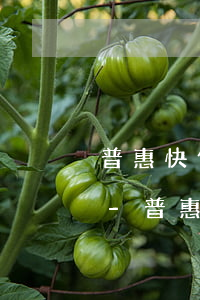 普惠快信逾期三個(gè)月的滯納金多少-普惠快信逾期三個(gè)月的滯納金多少錢